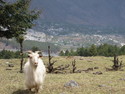 Mountain goat on haba