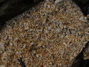 Amazingly large round grains of sand