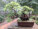 Nanjing bonsai
