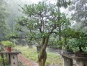 Nanjing bonsai