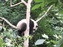 Panda cub sleeping in a tree