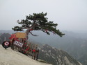 Pine tree hanging off the cliff at haushan