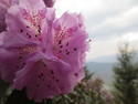 Pink flowers on haba mountain