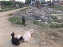 Pink goats by pond of garbage
