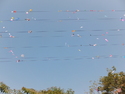 Power lines full of kites
