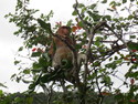 A proboscis monkey sitting in a tree