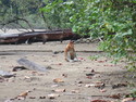 Proboscis monkey sitting