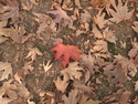 Red leaf among brown brothers
