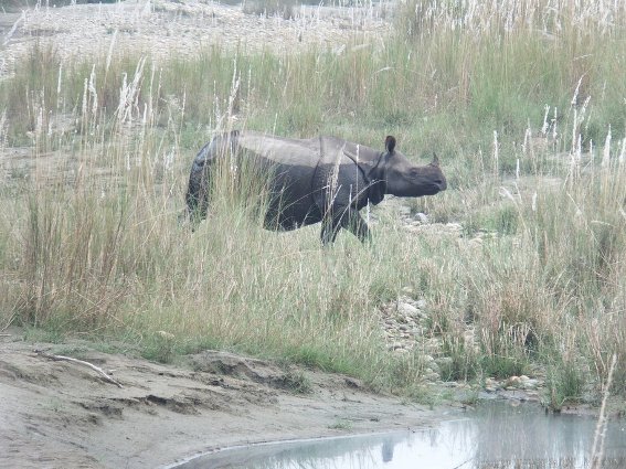 Wild rhino in Bardia National Park