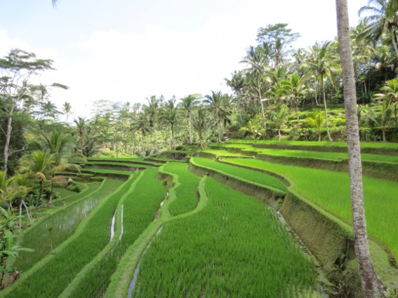 Steep, terraced rice patty