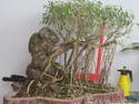 Root over rock bonsai at thaos relatives house