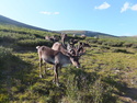Several reindeer