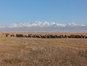 Sheep and goat herd outside sary tash