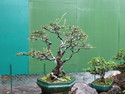 Singapore bonsai