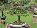 Singapore bonsai