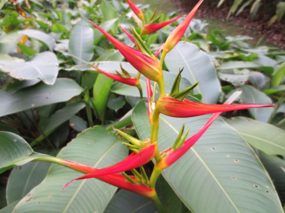 Beautiful ginger in the Singapore Botanical Gardens