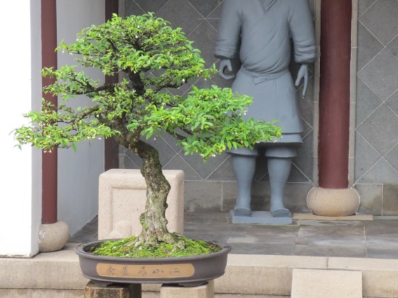 Bonsai from in front of the Chinese garden in Singapore