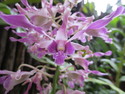 Singapore orchid