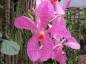 Singapore orchid