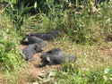 Sleeping baby pigs