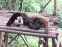 Sleeping giant panda