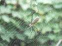 Spider hanging over ginger field