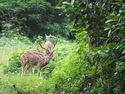 Spotted deer at bardia