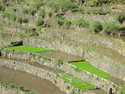 Stone walls of the batad rice terraces