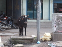 Street cow making a stand