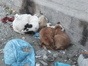 Street dogs and puppies staying warm