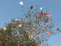 Tree full of kites
