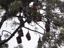 Tree of bats