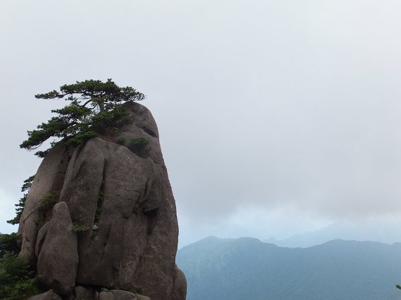 Tree atop Huangshan