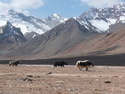 Yaks in front of mountains